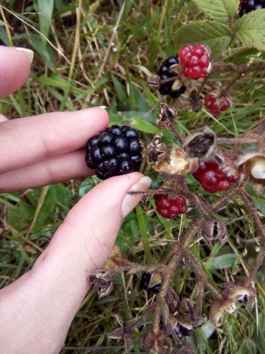 tasty garden berries in hand