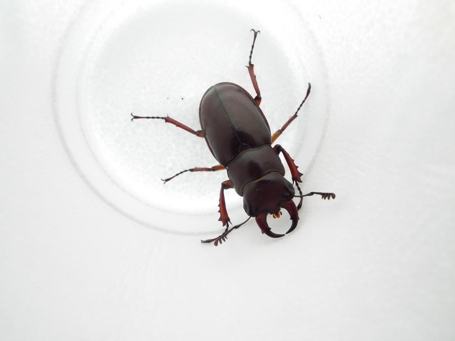 Insect Beetle Wildlife