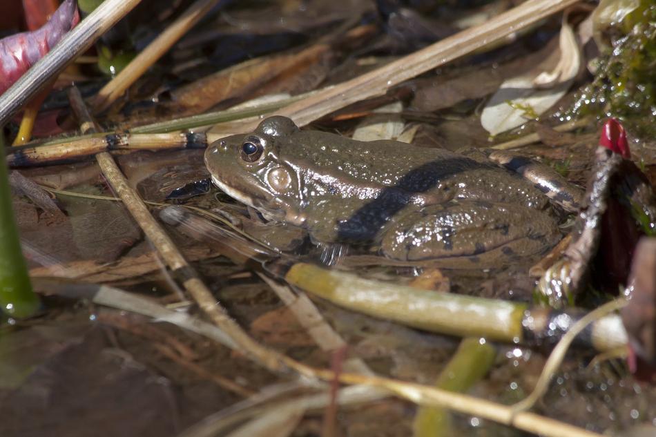 Toad Bufonidae Anuran