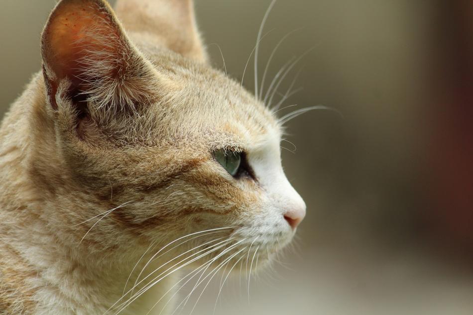 Cat Animal Cute