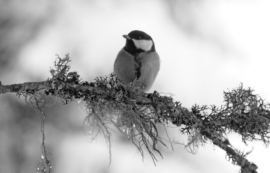 black and white, bullfinch on a branch