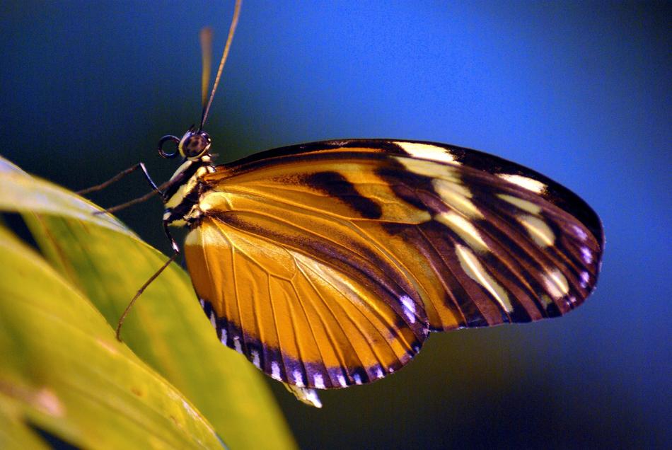 Painted Lady Butterfly Insect