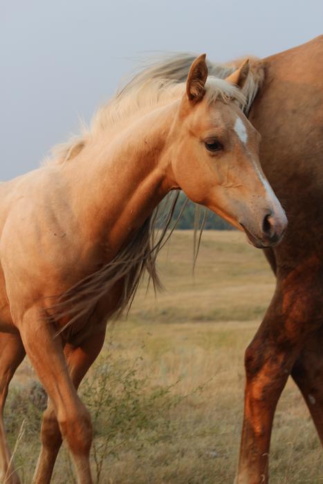 the little horse next to his mother