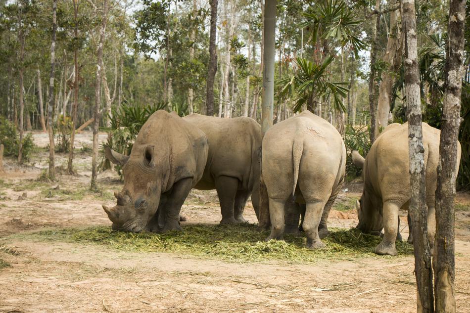 Rhinoceros Safari Animal