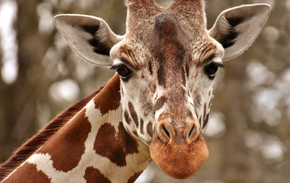 Giraffe Zoo Animal