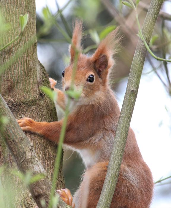 Mammal Nature Cute