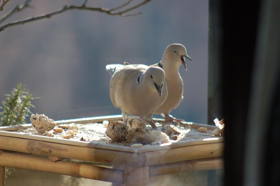 white Dove Birds fauna