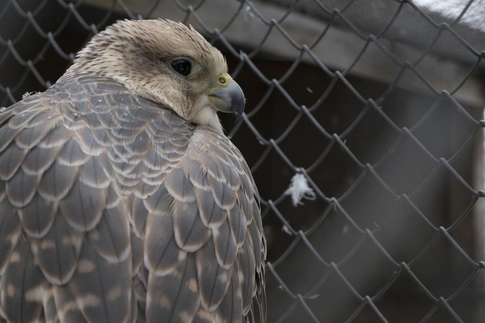 closeup photo of predator bird