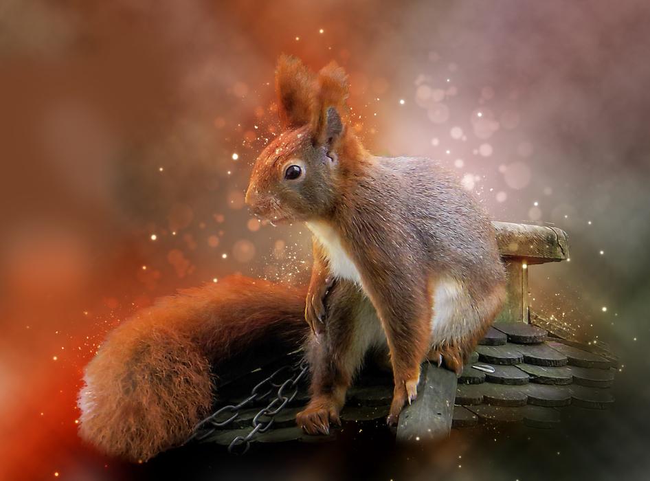 Animal Squirrel Furry