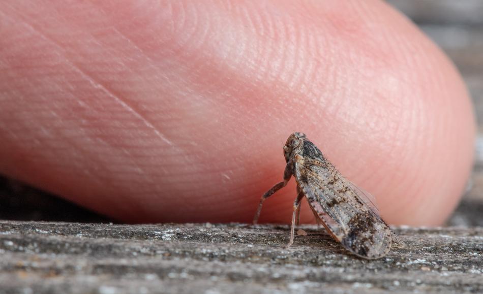 Macro Insect Thumb
