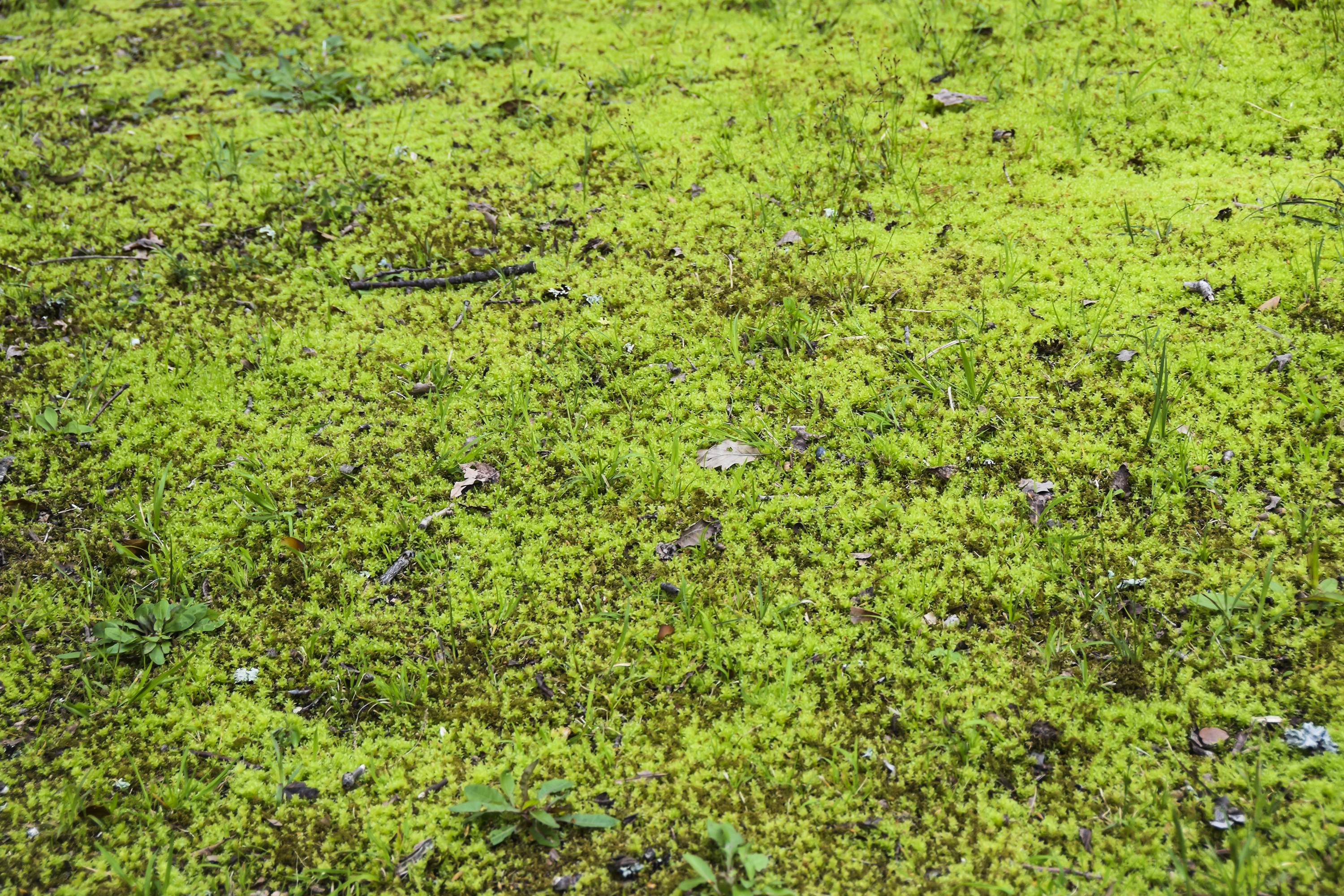 Swamp Moss