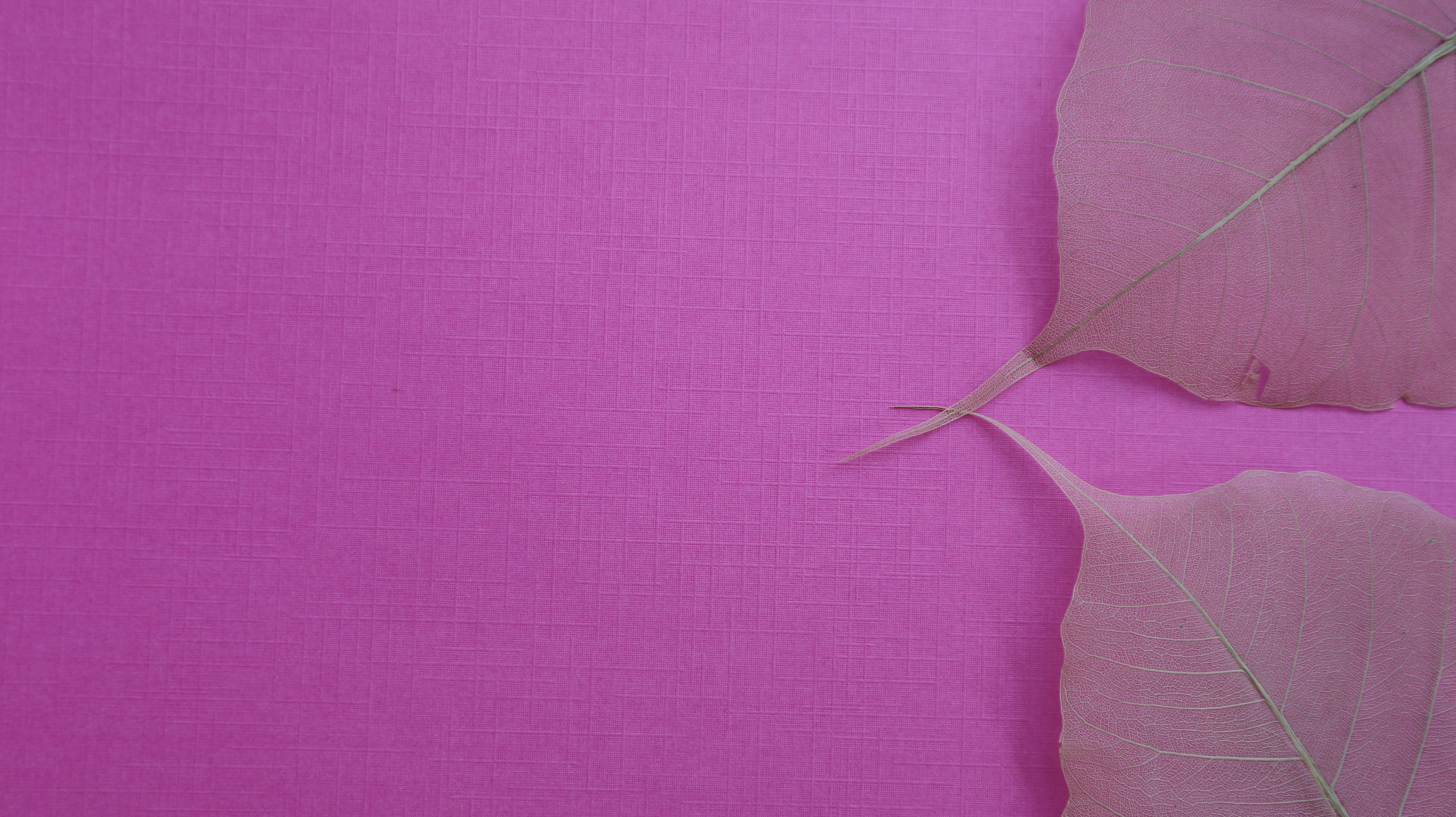 Розовый текстура листья