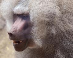 Baboon Primate Ape portrait