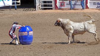 Bull Human Animal