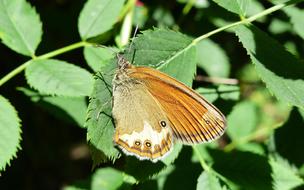 Butterfly Day Insect Nature At The