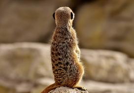 meerkat sitting and looki