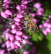 bee on pink flowers