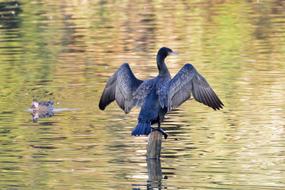 Bird Waters Pond
