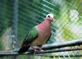 Bird Nature Animal