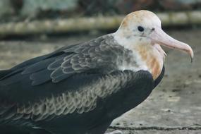 Bird Wildlife Nature