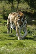 Fauna Mammal Animal