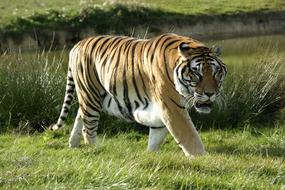 Fauna Animal Mammal