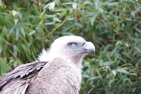 grey Vulture Bird in Nature