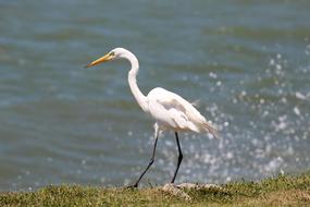 beautiful heron walking by the pond