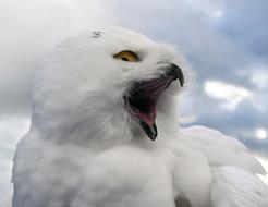 screaming white owl