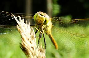 green Insect Dragonflies