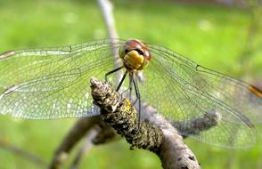 Dragonflies Różnoskrzydłe Insect