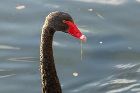 Swan Black Water