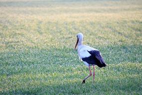 Stork Animal World Bird