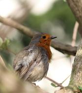 Bird Animal World Nature