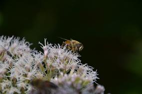 Insect Fly Nature