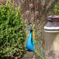 Peacock Bird Feather