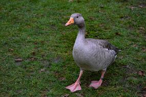 Goose Bird Animal
