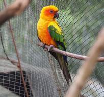Bird Parrot Wildlife