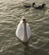 Swan Cam White Wild