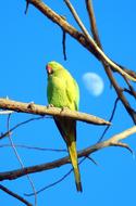 Parrot Animal Bird