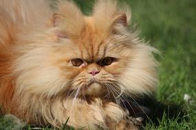 Animal Cute Cat