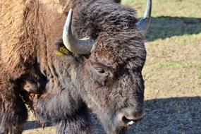 Bison Buffalo Horns American