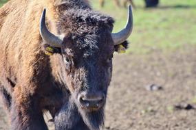 Bison Buffalo Horns American