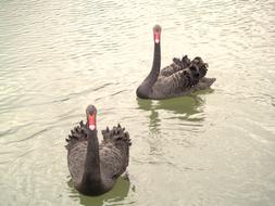 Waters Swan Lake