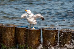 Seagull Sea Water