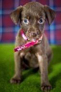 Dog Adoption Puppy
