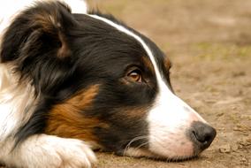 Dog Animal Pet