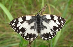 Butterfly Day Insect Nature At The