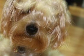 Canis Lupus Familiaris Pet