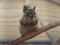 Squirrel Red Rodent